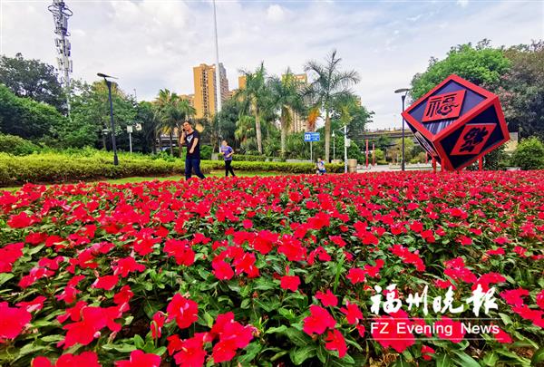 閩江公園長(zhǎng)春花盛開(kāi) 系首次從國(guó)外引進(jìn)的新品種