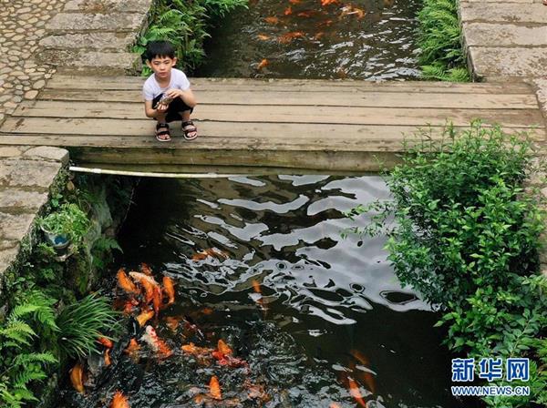 福建浦源：八百年古村續(xù)寫人魚佳話