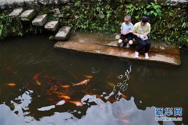 福建浦源：八百年古村續(xù)寫人魚佳話