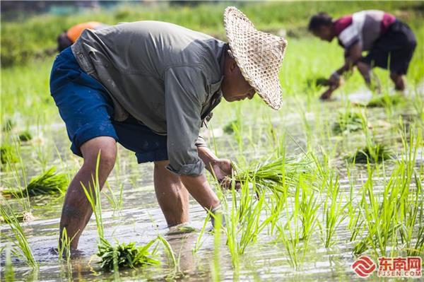 三明將樂：炎炎夏日 水稻種植忙