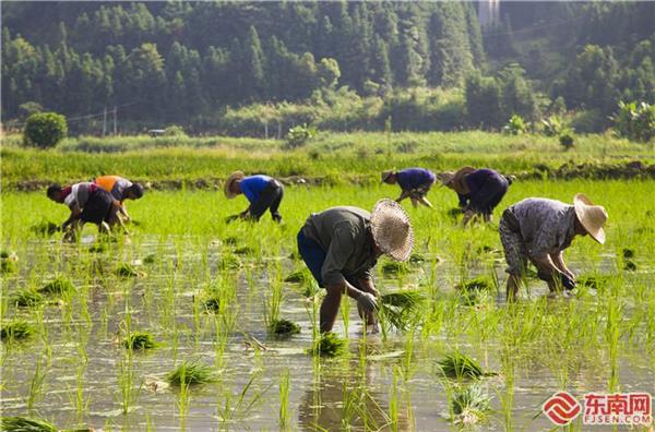 三明將樂：炎炎夏日 水稻種植忙