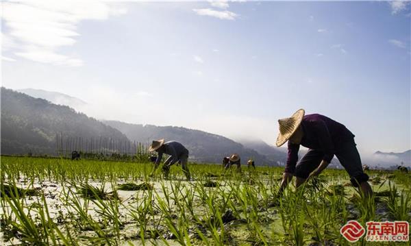 三明將樂：炎炎夏日 水稻種植忙