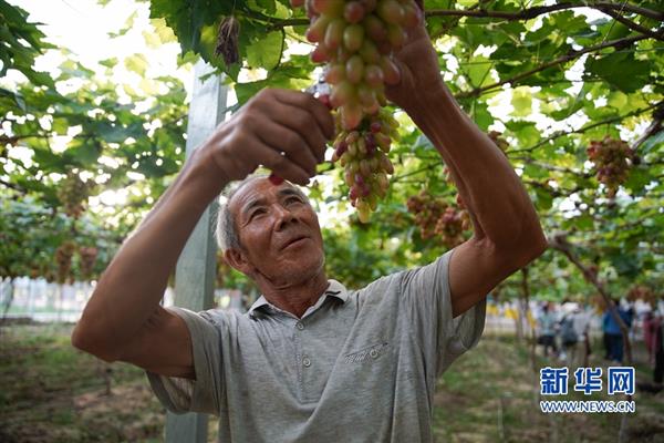 福建長汀：產(chǎn)業(yè)扶貧帶村民 致富路上不掉隊