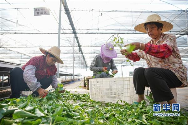 福建長?。寒a(chǎn)業(yè)扶貧帶村民 致富路上不掉隊