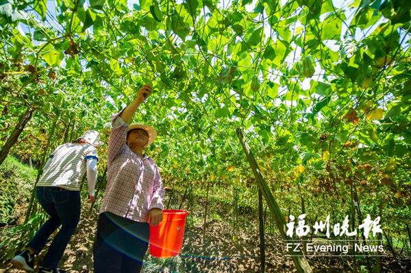 閩侯梧溪村：名村配名勝  “旅游飯”配佛手瓜