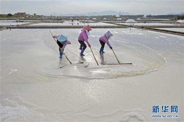 福建泉州：防御臺風(fēng) 搶收原鹽