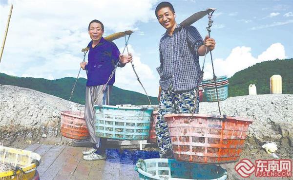 霞浦：海蟶肥 荷包壯