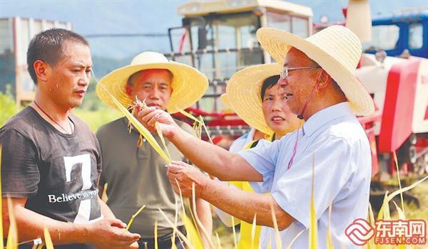 浦城再生稻 迎來豐收季