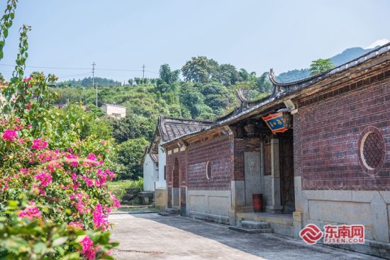 白鶴山莊前種有三角梅,，花開正艷，美不勝收,。東南網(wǎng)記者 林婕 攝