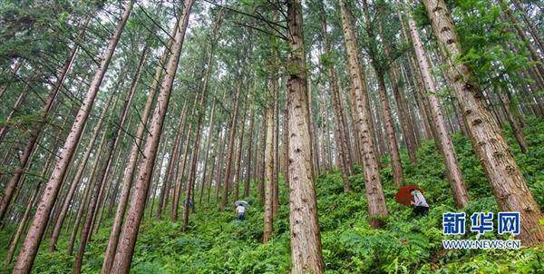 扎根深山60年 一棵杉木做到底——“洋林精神”鑄就“八閩楷模”