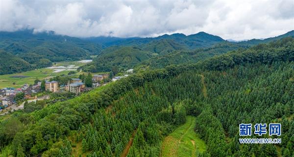 扎根深山60年 一棵杉木做到底——“洋林精神”鑄就“八閩楷?！? border=