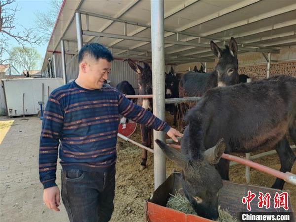 圖為文國(guó)山看著“致富驢”露出笑容,?！∈Y燕澤 攝