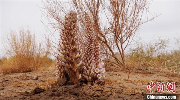 圖為梭梭林下種植的肉蓯蓉開花,。　敖琪 攝