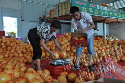 在陳斌鑫家的廠房里,，已形成了流水線操作。24日,，他介紹平均每天微銷售200多單,。