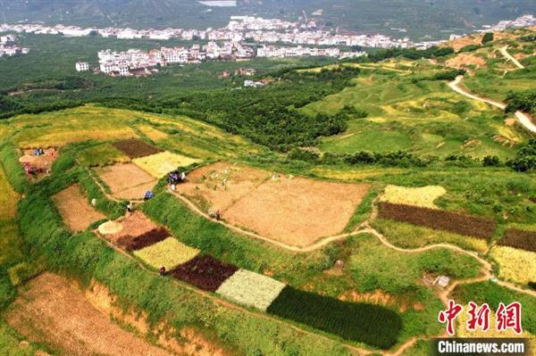 航拍建設(shè)村五彩稻田,?！↑S坤華 攝