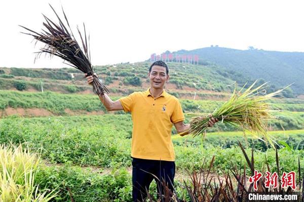 建設(shè)村致富帶頭人黃龍武介紹五色稻谷種植情況,?！埥鸫?攝