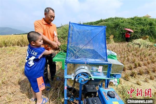 小孩在家長(zhǎng)陪同下前來(lái)體驗(yàn)收割水稻,?！埥鸫?攝