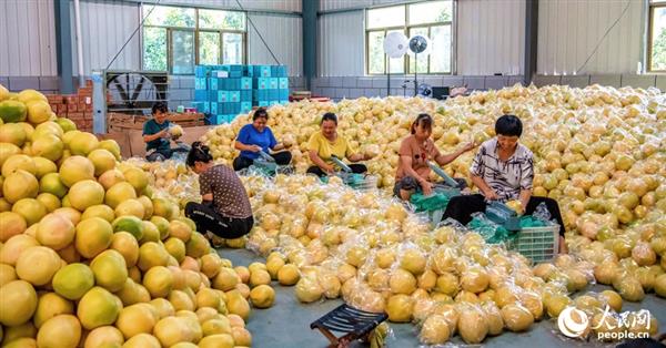 在漳州平和一家蜜柚企業(yè),，工人們忙著包裝剛采摘下來的蜜柚。人民網(wǎng) 蘇海森攝