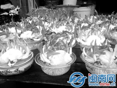 漳州水仙花價格迎近年來最高 花農(nóng)存貨基本被訂光