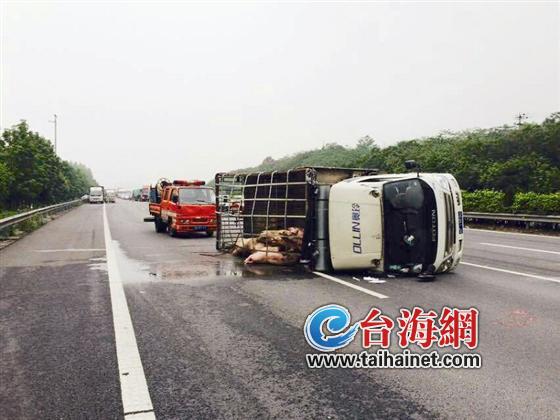 漳廈高速路上貨車側(cè)翻　10多頭豬高速路上撒歡